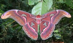 Atlas Moth