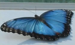 Blue Morpho