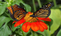 Monarch Butterfly