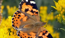 Painted Lady
