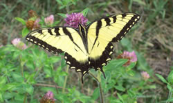 Painted Lady