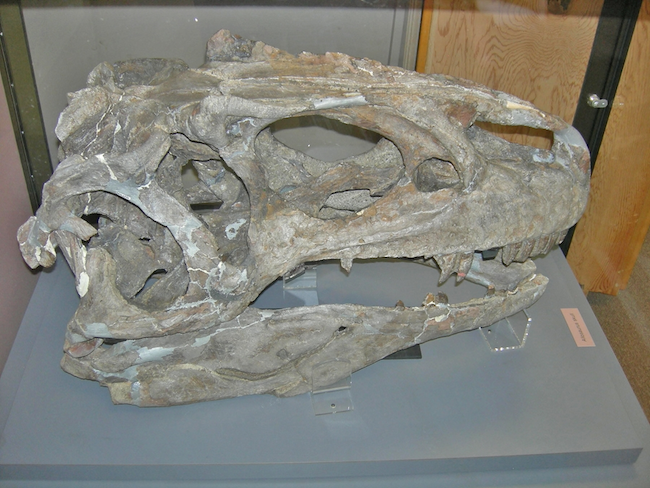 Allosaurus Skull