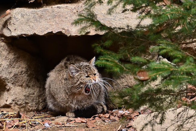 Feral Cat