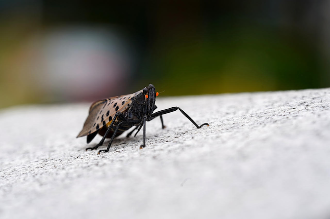 Spotted Lanternfly