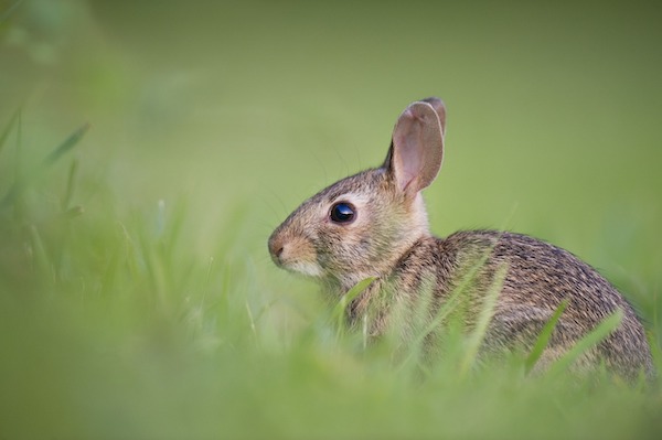 Rabbit