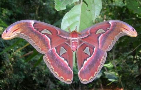 Atlas Moth