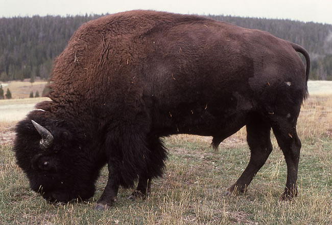 American Bison