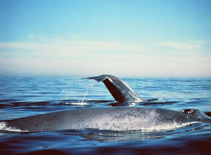 Blue Whale