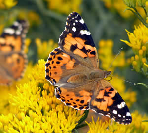 Painted Lady