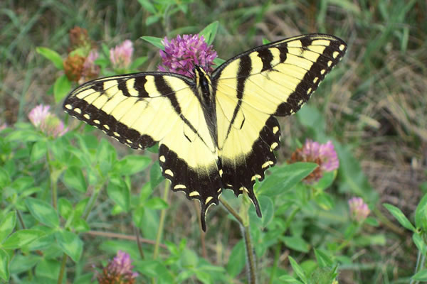 Tiger Swallowtail