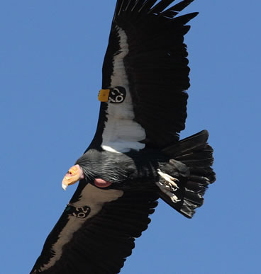 California Condor