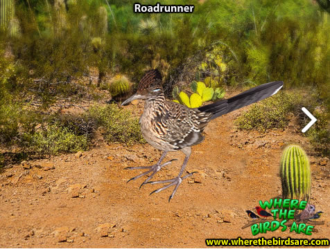 Roadrunner: Wherethebirdsare.com
